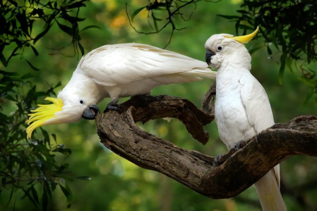 Papoušci kakadu,  ilustrační foto | foto: Shutterstock