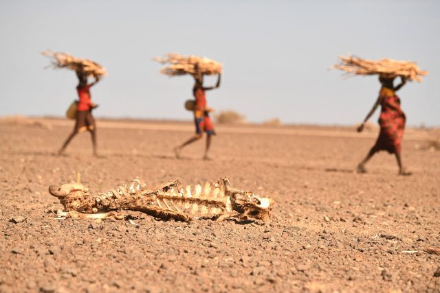 Roh Afriky trápí sucha a hrozí hladomor | foto: Profimedia