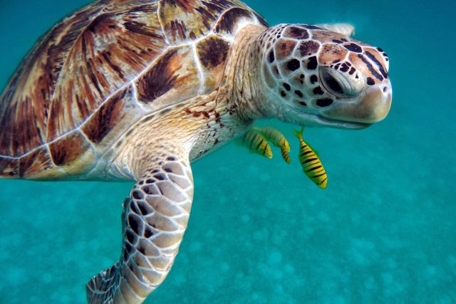 mořská želva | foto: Fotobanka Pixabay