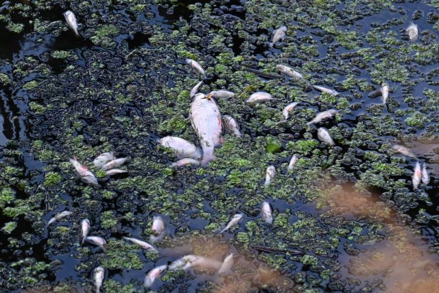 Uhynulé ryby na řece Odře | foto: Fotobanka Profimedia