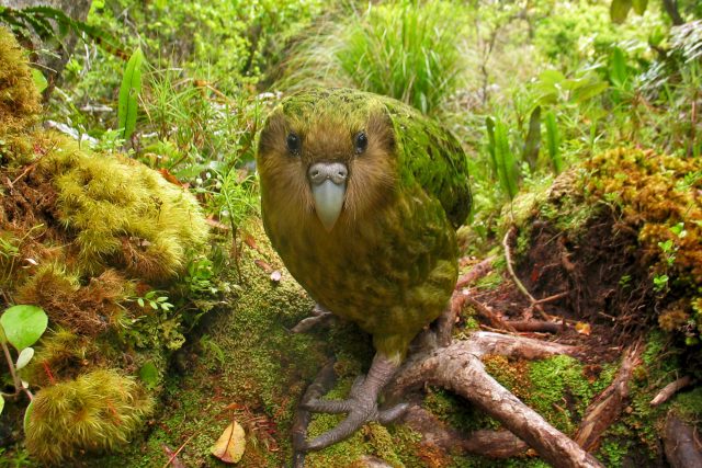 Kakapo | foto: Fotobanka Profimedia
