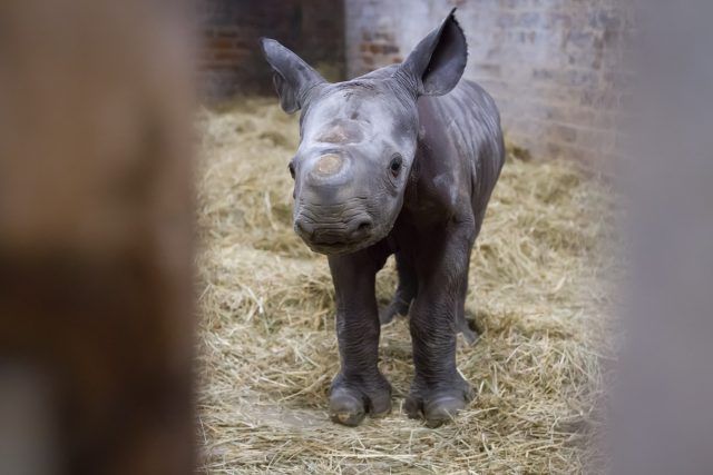 Ve dvorském safari parku se po čtyřech letech narodil nosorožec | foto: Simona Jiřičková