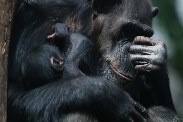 Šimpanz podddruh Pan Troglodytes Verus | foto: Fotobanka Profimedia