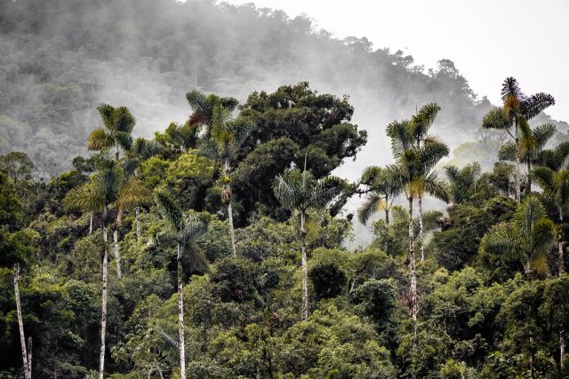 Klimatická propaganda kolem Amazonie je trochu zkreslená,  míní tropický entomolog Vojtěch Novotný | foto: Unsplash,  Licence Unsplash