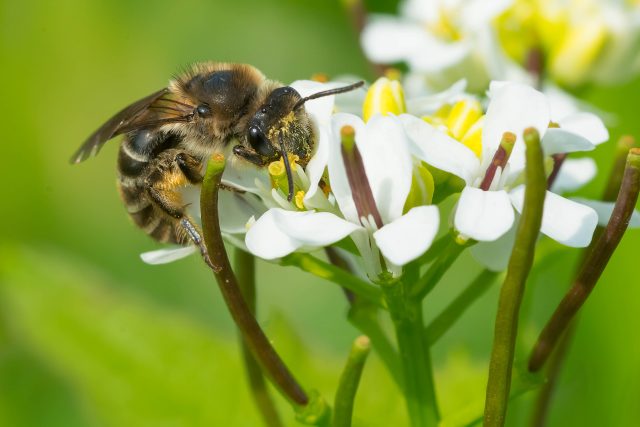 Colletes inaequalis | foto: Shutterstock