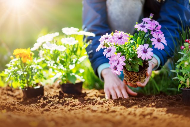 Když člověku není dobře na duši,  jeho trable mohou léčit zvířata a rostliny | foto: Shutterstock