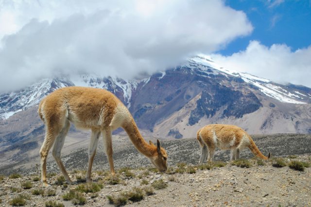 Lama vikuňa,  v pozadí vulkán Chimborazo v Ekvádoru | foto: Profimedia