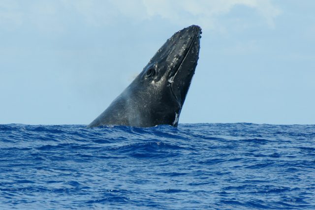 Mezi úspěšné záchranné projekty,  které se ve studii objevily,  patří třeba nedávný nárůst počtu velryb v jihozápadním Atlantiku | foto: Unsplash,  CC0 1.0