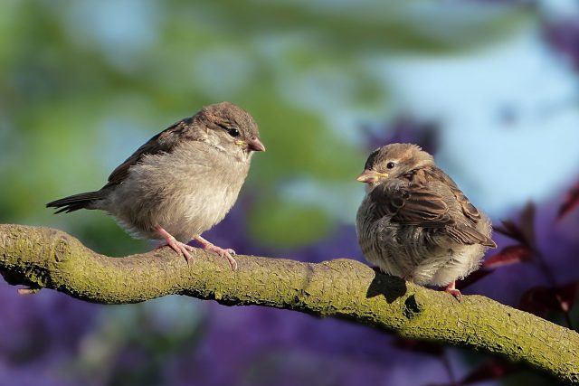 I nejrozšířenější ptačí druh na světě má svůj svátek. 20. březen je Světovým dnem vrabců | foto: Fotobanka Pixabay