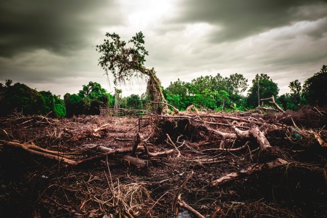 Bolsonaro je spolu se svým kabinetem zastáncem myšlenky,  že je potřeba na pralesu vydělávat | foto: Profimedia