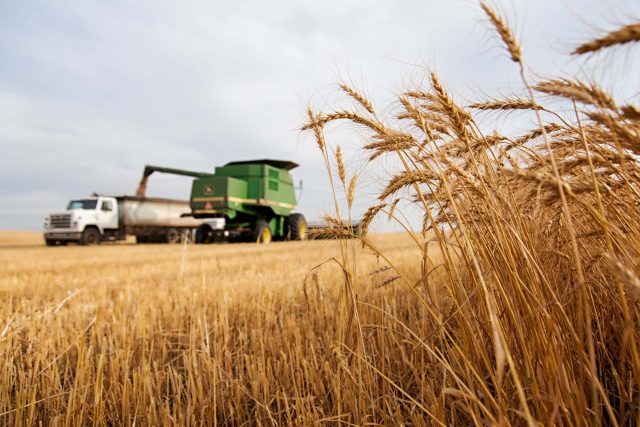 Polsko,  Maďarsko a Slovensko vyšly vstříc svým zemědělcům a zakázaly dovoz ukrajinské pšenice. I za cenu vyšších cen potravin | foto: Darla Hueske,  Unsplash,  Licence Unsplash