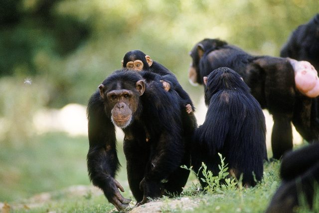 Tlupa šimpanzů | foto: Profimedia