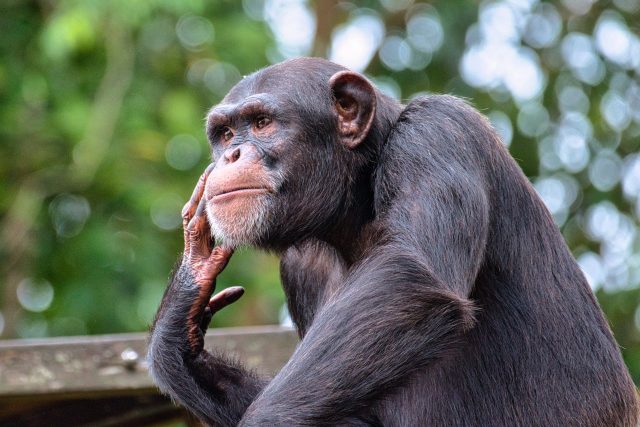 Šimpanz | foto: Sane Noor,  Pexels,  Licence Pexels