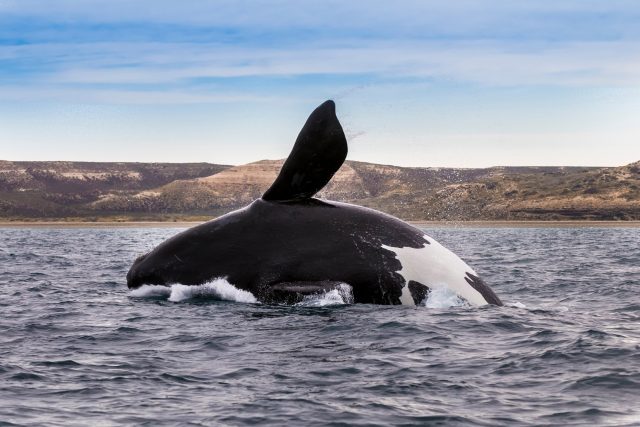 Velryba černá | foto: Shutterstock