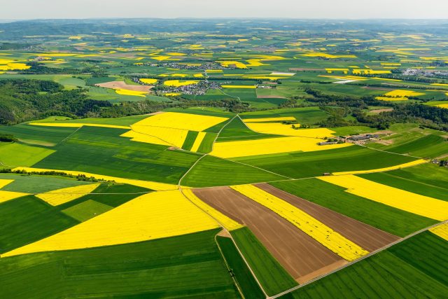 V české krajině ubyde velkých lánů kukuřice nebo třeba žluté řepky. Od nového roku musí zemědělci rozdělit některá svá pole na maximálně třiceti hektarové pozemky | foto: Fotobanka Profimedia