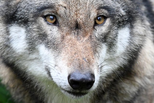 Vlk obecný | foto: Fotobanka Profimedia