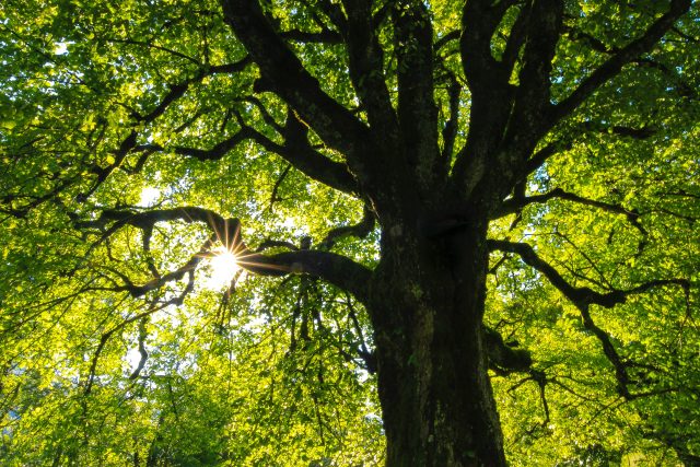 Autoři studie dodali,  že sázení stromů v žádném případě nemůže nahradit snižování emisí  (ilustrační foto) | foto: Unsplash,  Licence Unsplash