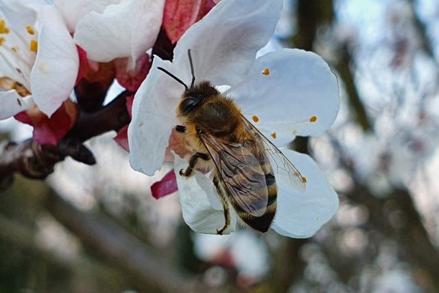 Včely na jaře potřebují hlavně kvetoucí stromy | foto: Roman Verner,  Český rozhlas