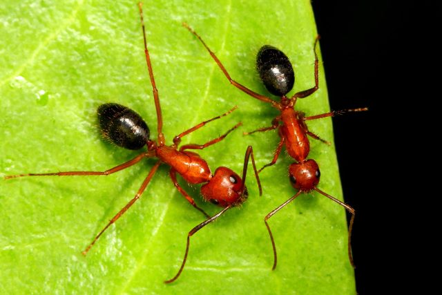 Mravenec Camponotus floridanus | foto: Shutterstock