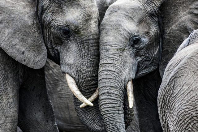Sloni dokáží truchlit pro své mrtvé | foto: Shutterstock