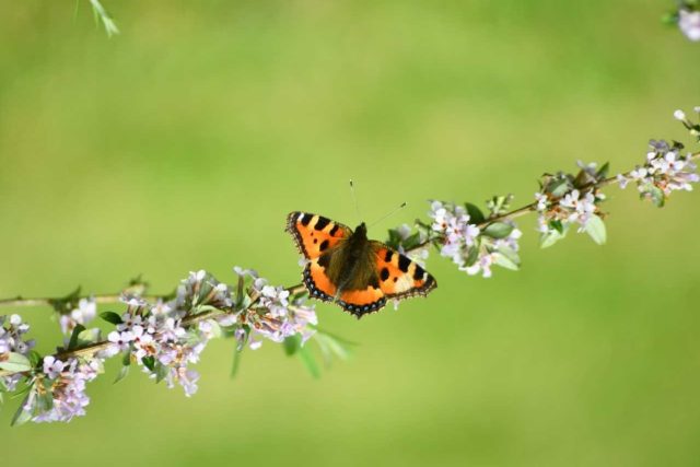 Jakmile motýlí keř rozkvete,  slétnou se na něj motýli | foto: Ivan Hoffman,  Český rozhlas