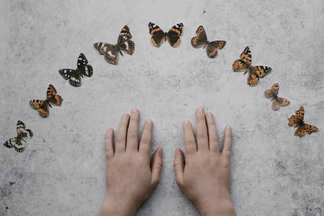 Motýli | foto: Annie Spratt,  Fotobanka Unsplash