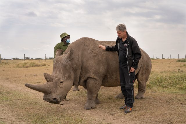 Populární samice Nájin se stala ambasadorkou projektu na záchranu nosorožců bílých severních | foto: BioRescue / Jan Zwilling