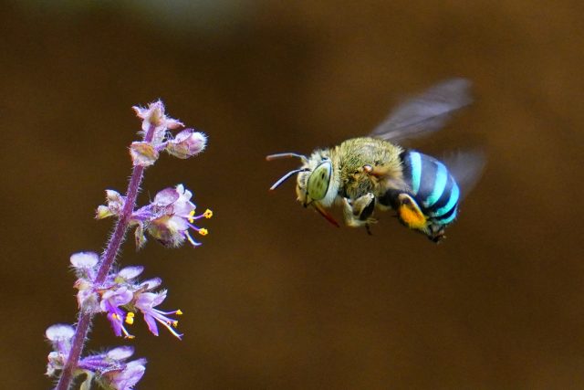 hmyz,  ilustrační foto | foto: Shutterstock