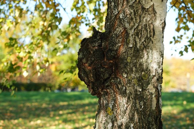 Houba rezavec šikmý,  latinsky Inonotus obliquus | foto: Profimedia