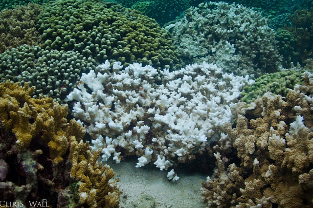 Pohled na část korálového útesu s různě vybělenými koráli..png | foto: Chris Wall,  Eva Majerová