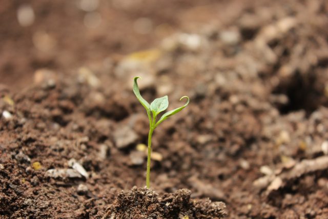 Půda - pěstování plodin | foto: Pexels,  CC0 1.0