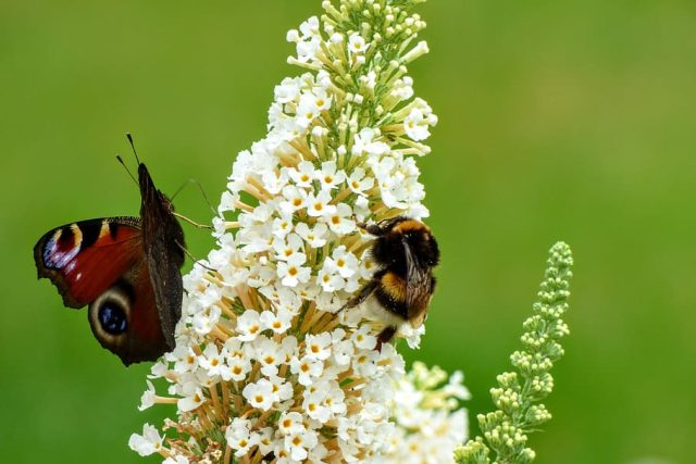 Data z Evropy ukazují,  že hmyz zde ubývá rychleji než dřív | foto: Pxfuel,  CC0 1.0
