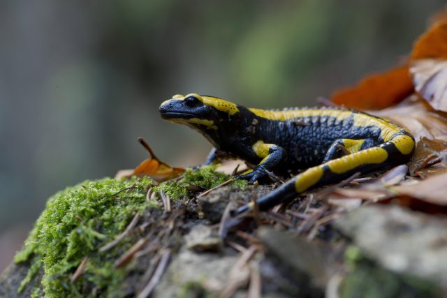 Mlok skvrnitý,  obojživejník,  salamander | foto: Fotobanka Profimedia