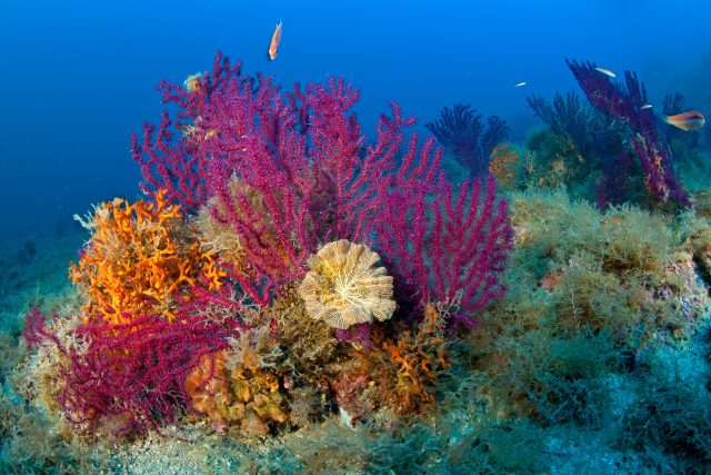 Korálové útesy | foto: Profimedia
