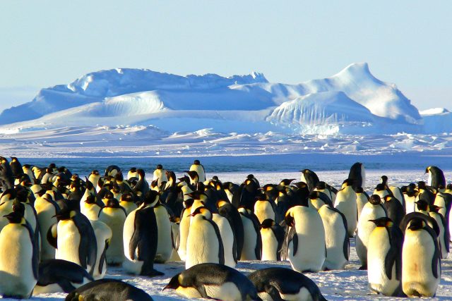 Úkolem týmu je i provádět sčítání tučňáků  (ilustrační foto) | foto: Pexels,  Licence Pexels