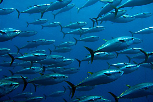 Jsou ryby opravdu němé? | foto: Shutterstock
