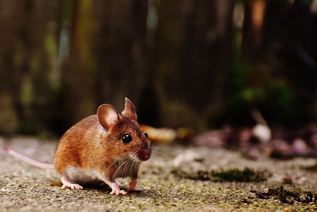 Staré myši v laboratořích omládly  (ilustrační foto) | foto: Pexels,  Licence Pexels