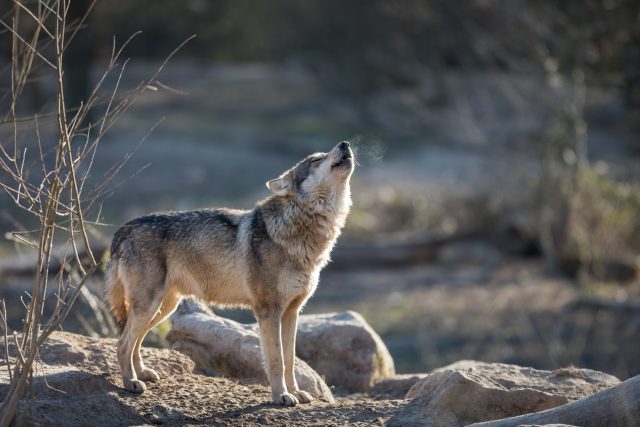 Vlk | foto: Profimedia