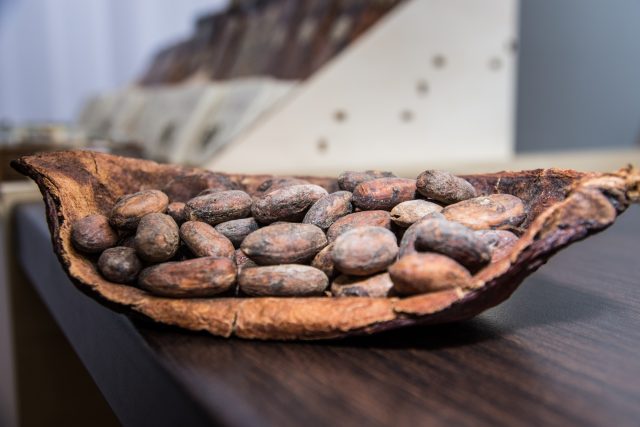 Kakaové boby | foto: Antonín Pekr