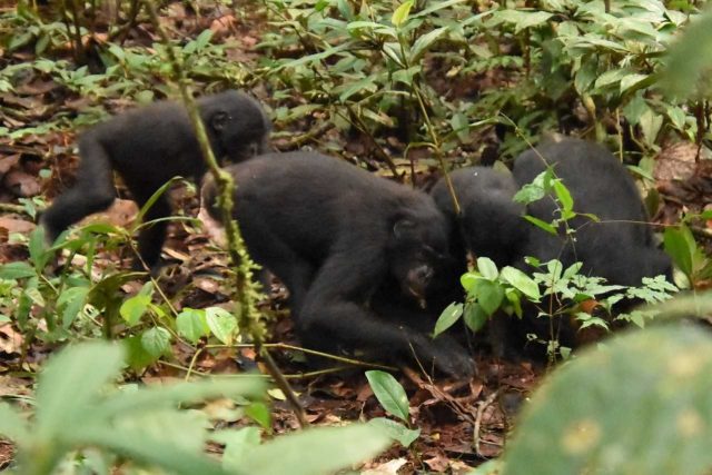 Bonobové se krmí nově objevenou houbou v v Národním parku Kokolopori v Kongu | foto: Václav Gvoždík