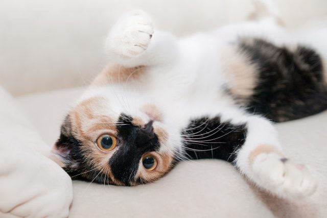 Kočka  (ilustrační foto) | foto: Fotobanka Pixabay