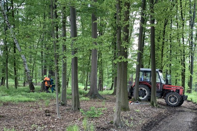 Těžba uschlých stromů ve vlašimském parku | foto: Věra Hájková,  Český rozhlas