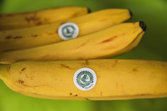 Banány s logem mezinárodní organizace Rainforest Alliance | foto: Shutterstock