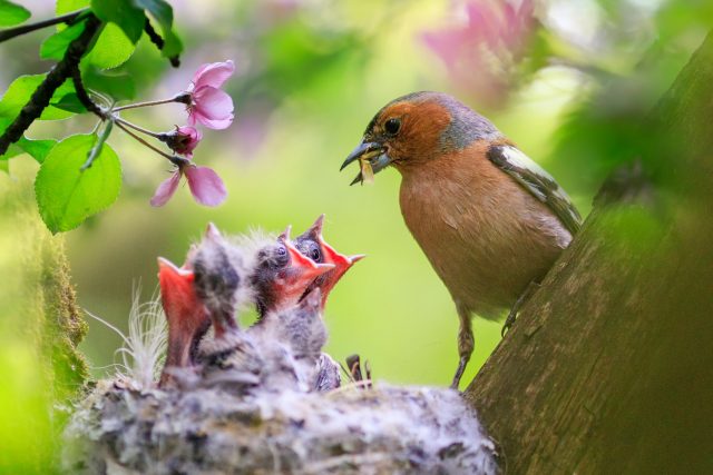 Pěnkava na hnízdě | foto: Shutterstock
