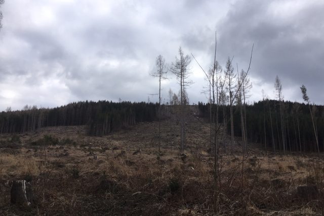 Další mýtiny vykácených lesů po kůrovci | foto: Andrea Švubová