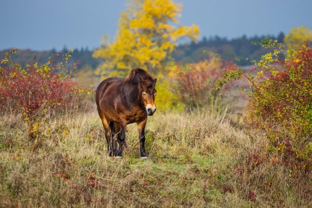 Exmoorský pony | foto: Fotobanka Profimedia
