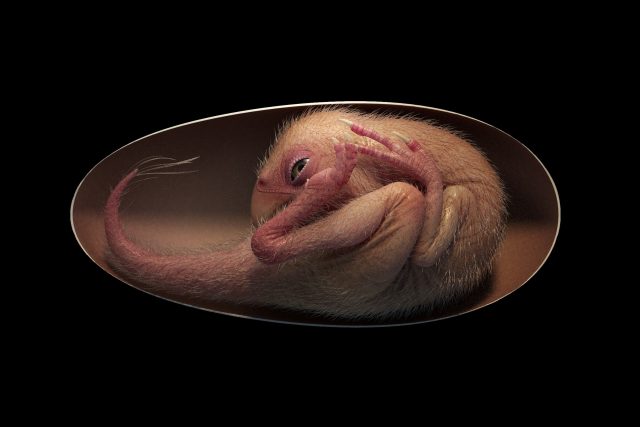 Čínští vědci objevili nejlépe zachovalé dinosauří embryo. Vizualizace napovídá,  jak kdysi vypadal tvor vyvíjející se uvnitř vejce | foto: Profimedia