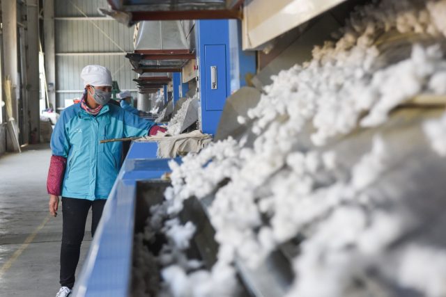 Pracovnice s čerstvě nasbíranou bavlnou v provincii Sin-ťiang,  kde jsou Ujgurové a příslušníci dalších menšin využíváni k nucené práci | foto: Profimedia