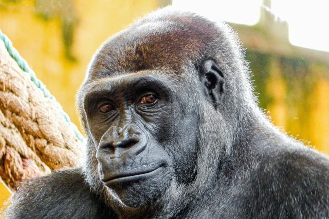 Do pražské zoo zamíří gorila Duni | foto: Twitter Miroslav Bobek / Lucía Gandarillas