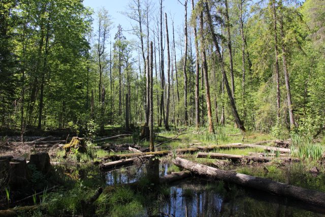 Bělověžský prales v květnu 2018. | foto: Viktor Daněk,  Český rozhlas